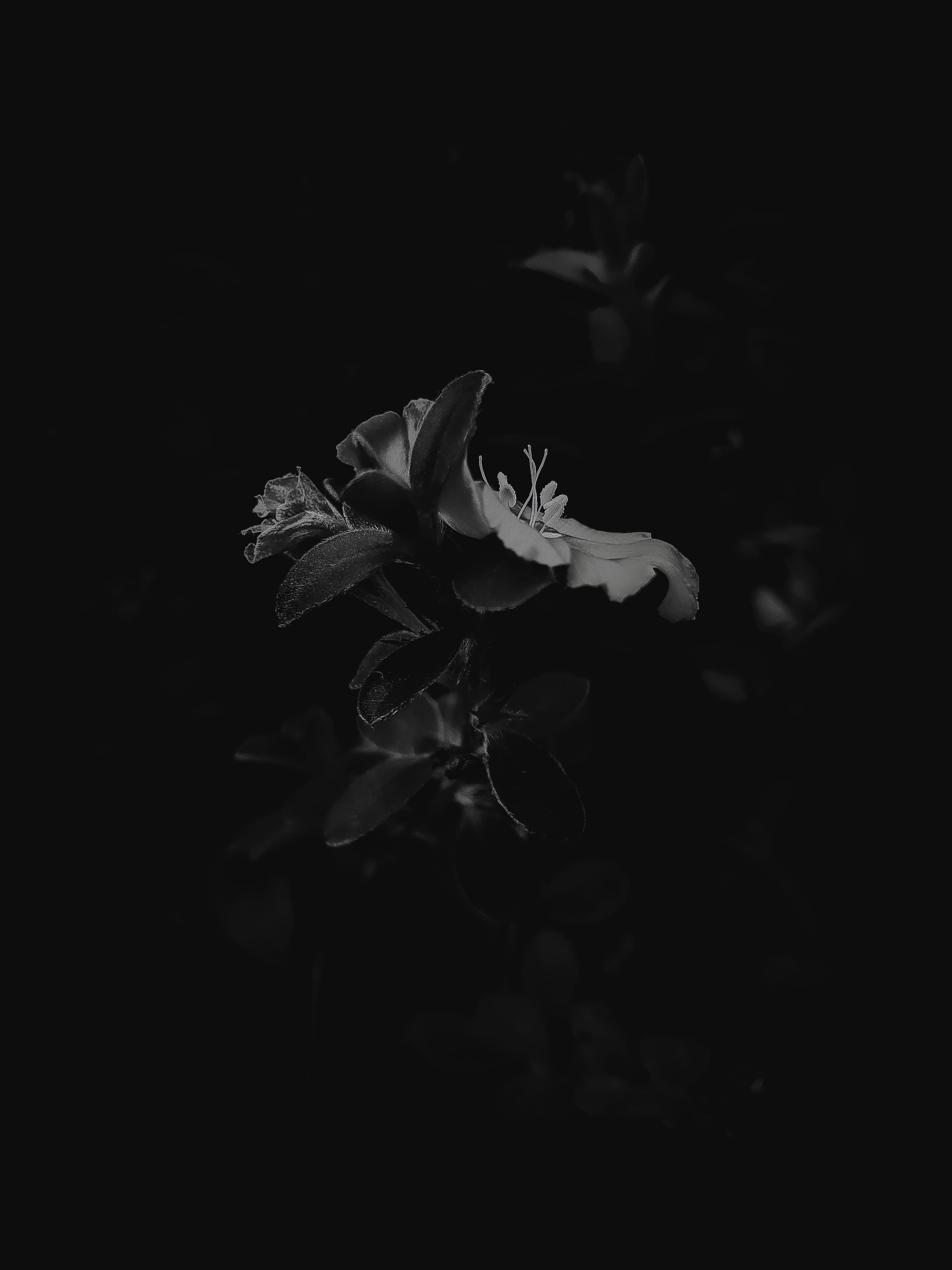 photography background